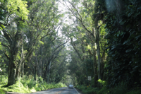 Driving beneath the iconic canopy of Poipu’s Tree Tunnel.